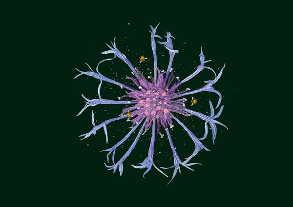 Cornflower in the Dark by Creationsbyeditabrus - a blue and pink cornflower on a deep green ground