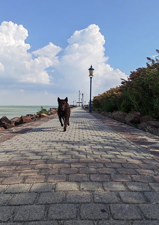 Departure and Return by Bora Kőhalmi - a dark dog on a paved lakeside promenade under tall white clouds at Lake Balaton
