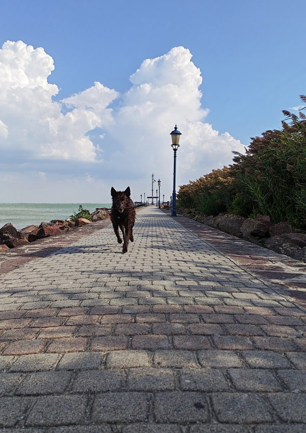 Departure and Return by Bora Kőhalmi - a dark dog on a paved lakeside promenade under tall white clouds at Lake Balaton