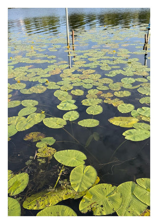 Sommarens sista andetag by Ljilja Marinic - green lily pads crowding dark blue water