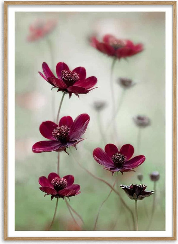 Delicate cosmos flowers with deep burgundy petals gently swaying, featured in Cosmos Sway by Mandy Disher.
