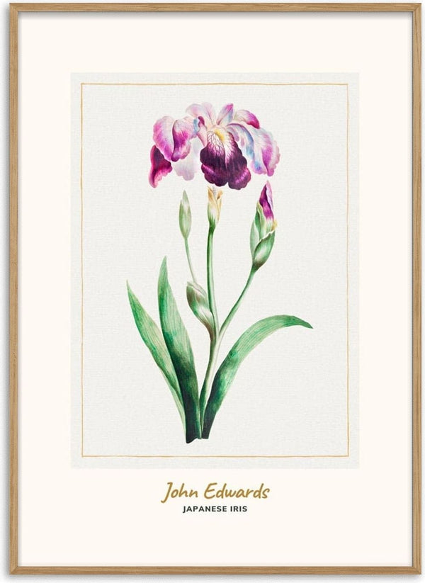 Watercolor illustration of a Japanese Iris with green leaves, by John Edwards, on a minimal cream background.