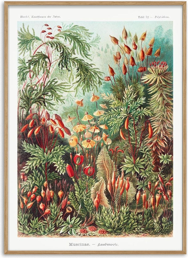Colorful botanical illustration of mosses and liverworts from Muscinae Laubmoose by Ernst Haeckel.