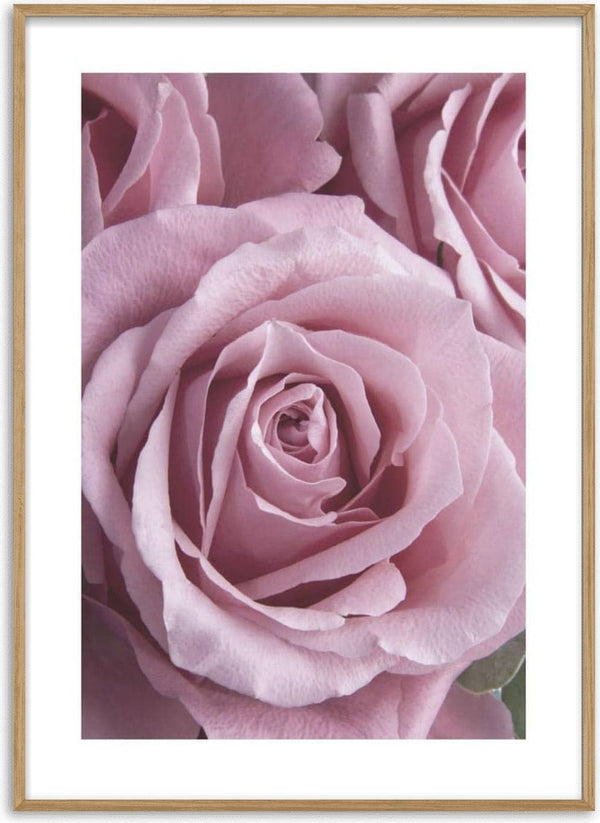 Close-up of a single pink rose with delicate petals, featured on the Pink Single Rose poster.